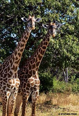 Two giraffes stand in the savanna