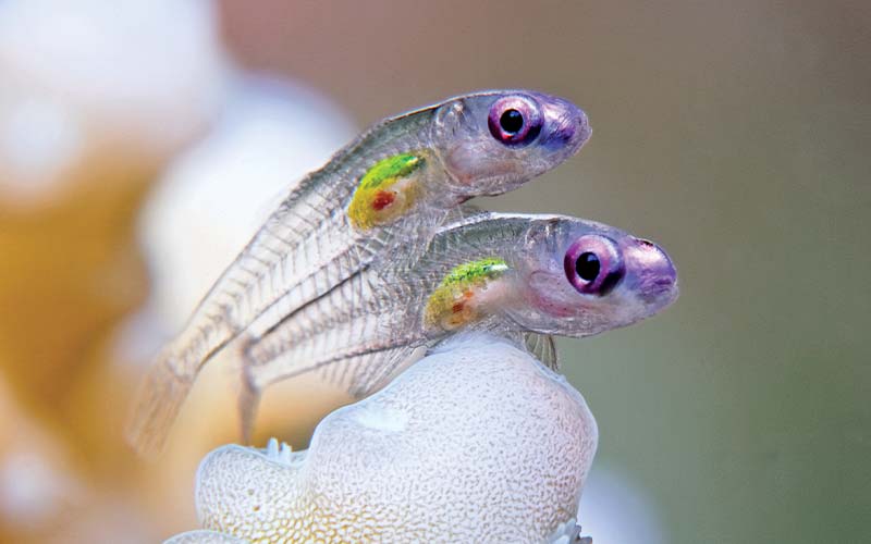 Two gobies with purple eyes gawk at camera
