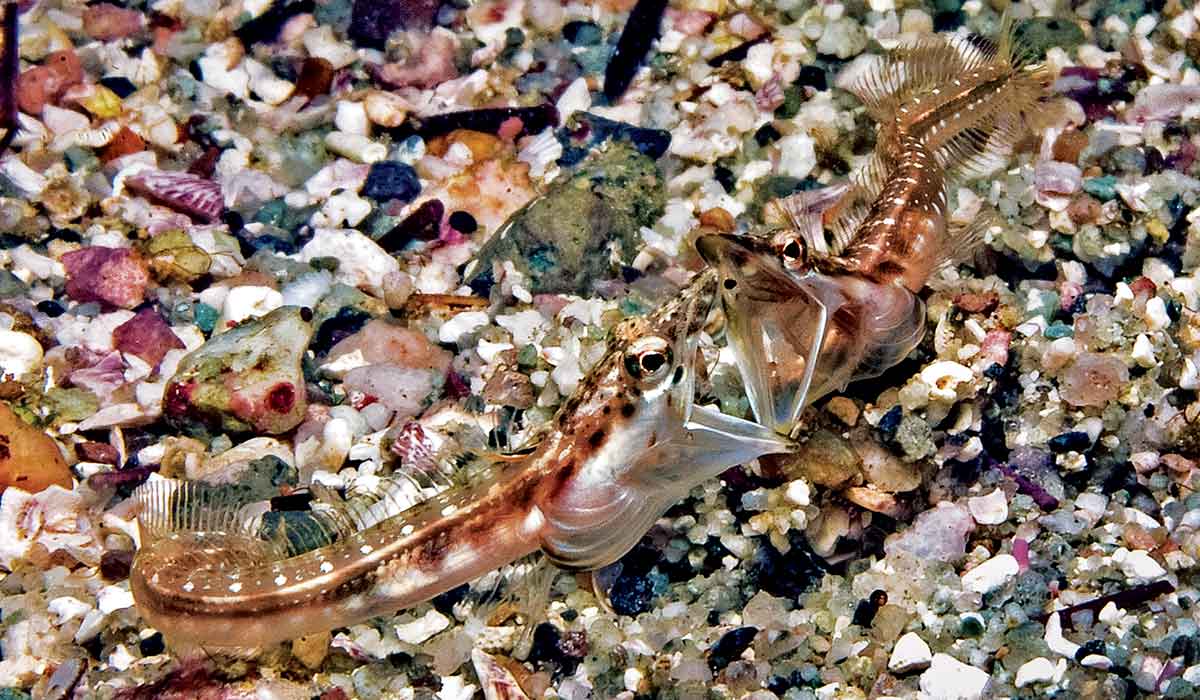 Two male pikeblennies duel for territory. They're mouths are ensared