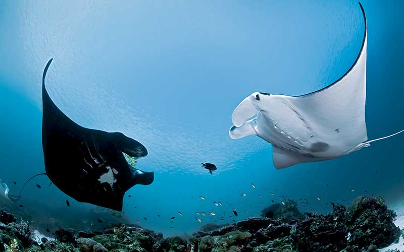 Two manta rays meet at a cleaning station