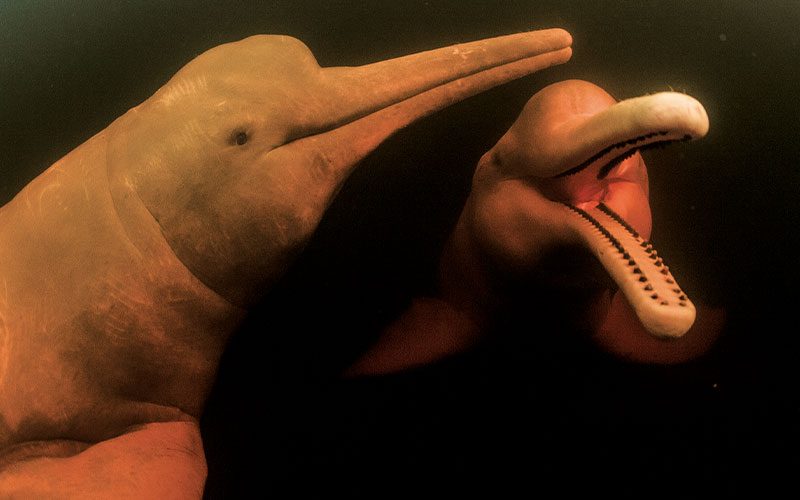 Two mythical pink river dolphins pose at camera, one is smiling with mouth open