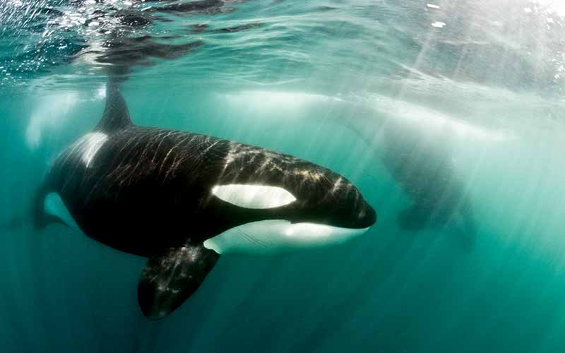 Two orca whales swim in greenish waters