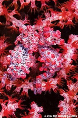 Two pink and lumpy pigmy seahorses snuggle