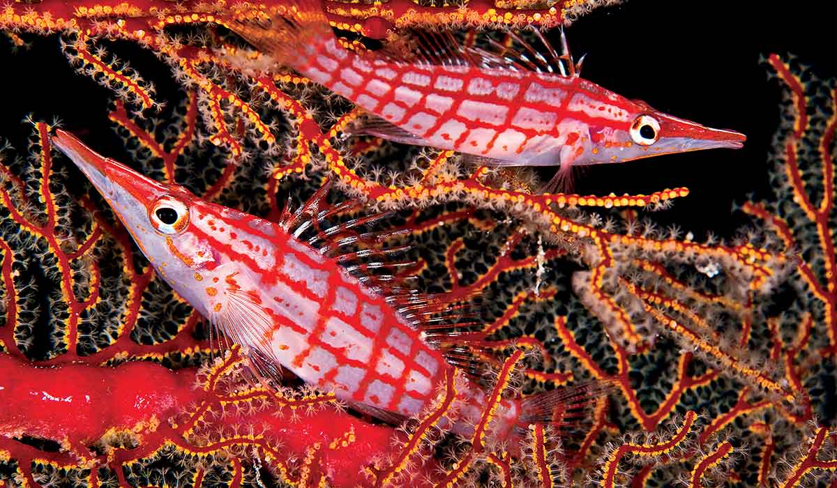 Two pink-and-red longnose hawkfish 1200