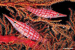 Two pink-and-red longnose hawkfish