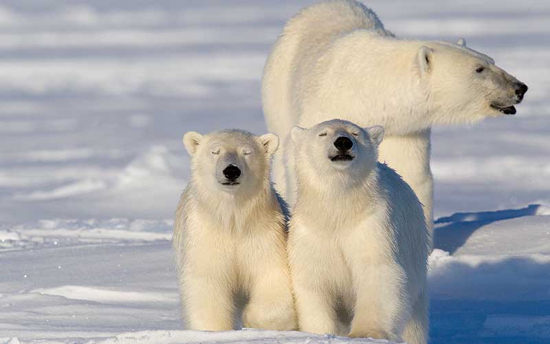 Two polar bear cubs stand in front of their momma bear. The cubs both have their eyes closed, but look like they are smiling at the camera. 