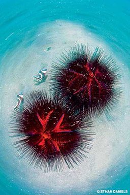 Two red urchins