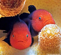 Two reedhead coral goby