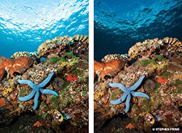 Two-side-by-site photos of the same starfish with separate lighting techniques
