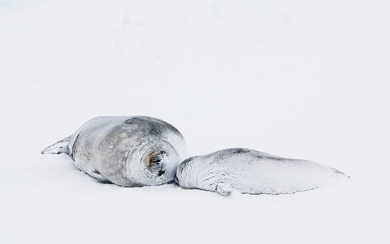 Two snow-covered seals lounge on the icy shores