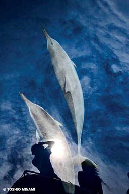 Two spinner dolphins show off for two pedestrians