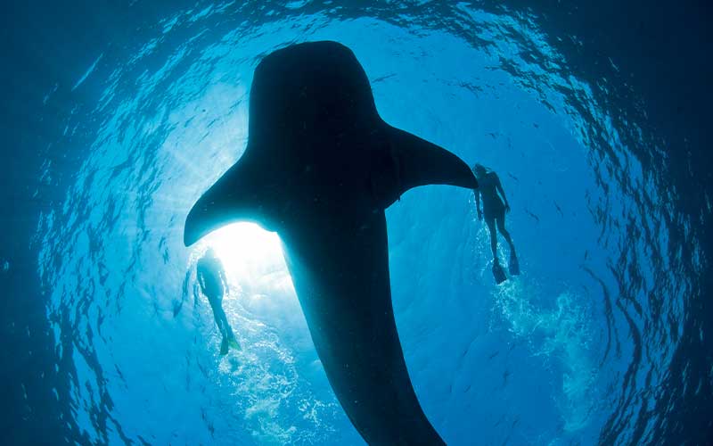 Two tourists swim with a large whale shark