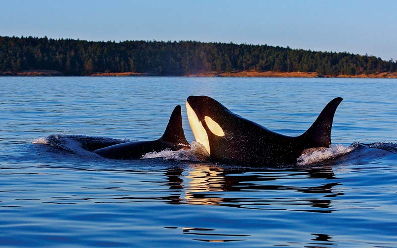Two orca whales play above the surface of the water