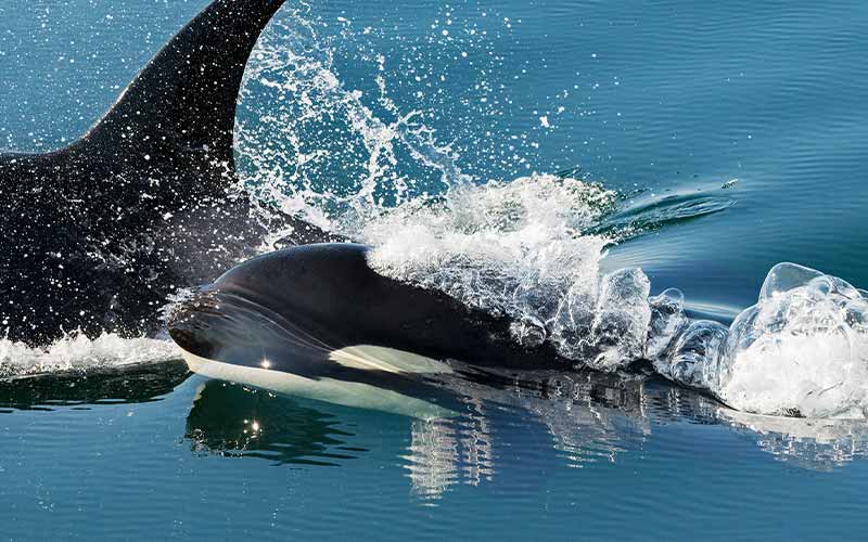 Two orca whales break for air above water while swimming