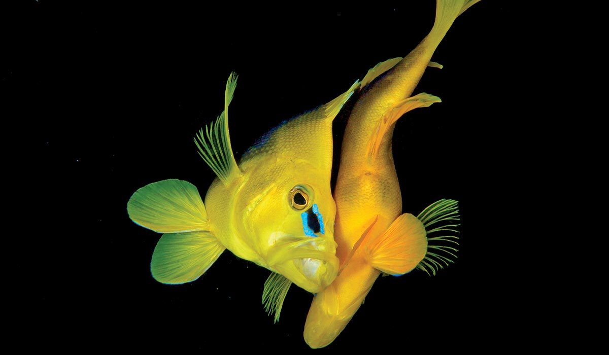 Two yellow fish snuggle close together
