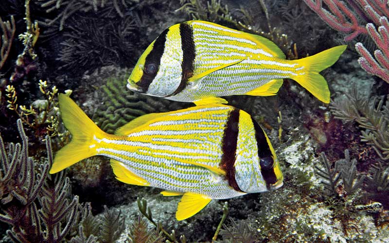 Two yellow-striped porkfish