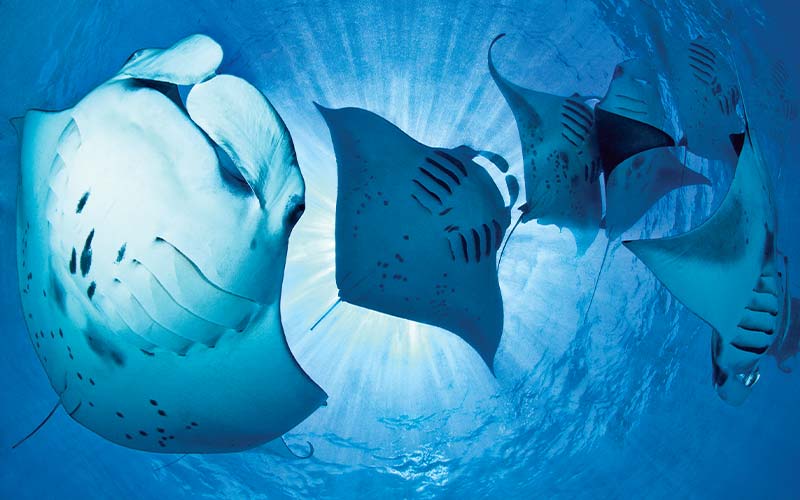 Underbellies of large manta rays
