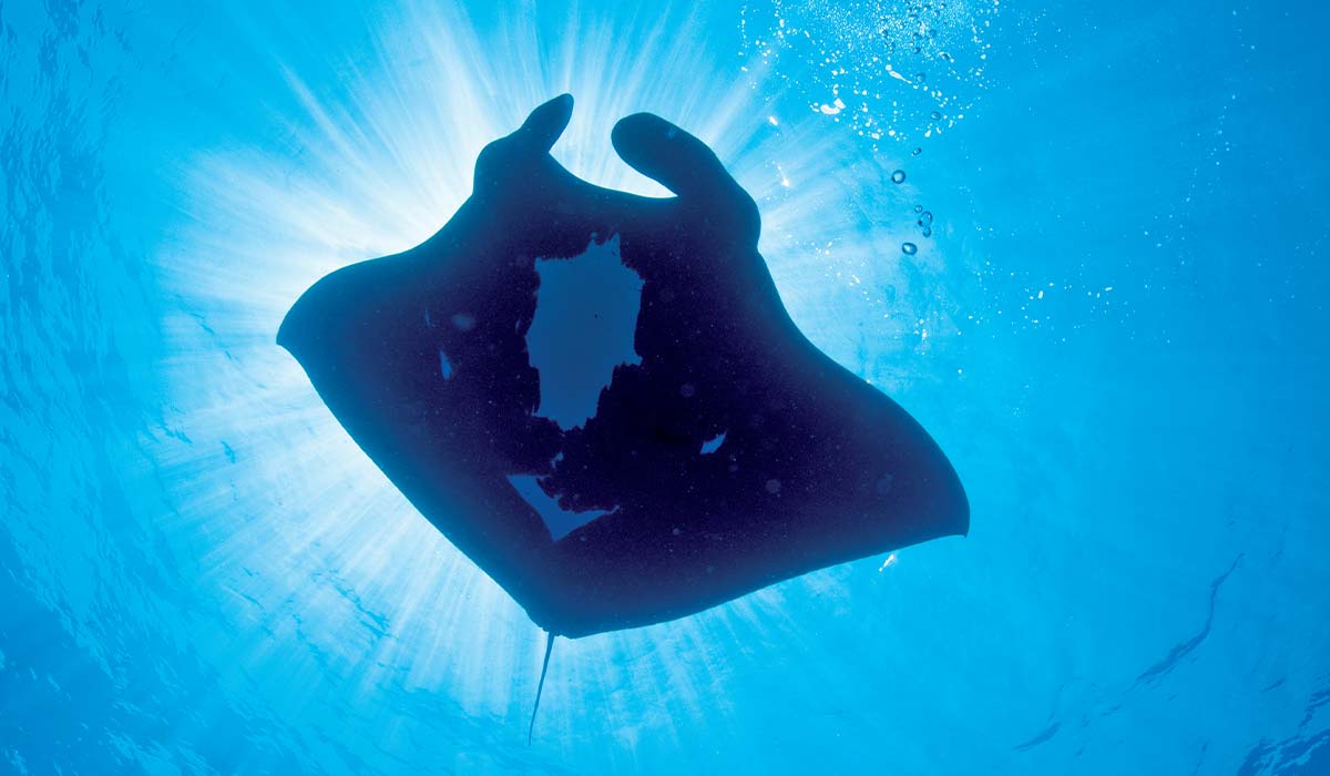 Underbelly of a large manta ray