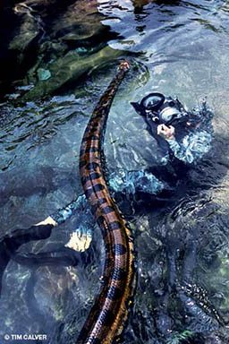 Underwater cinematographer is submerged underwater to get footage of a swimming anaconda