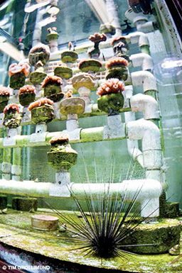 Urchin larvae growing on tubes