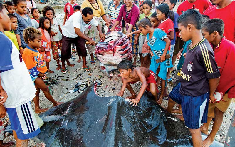 Villagers gather around the dead body of a mola mola