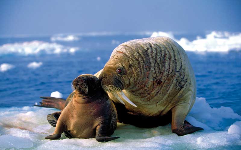 Walrus parent nuzzles their walrus cub