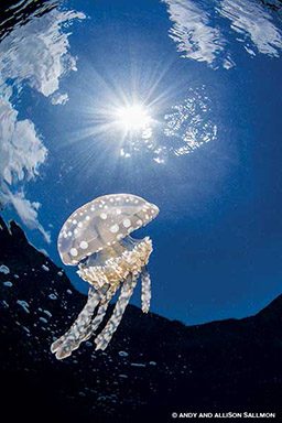 Well-lit jellyfish float around