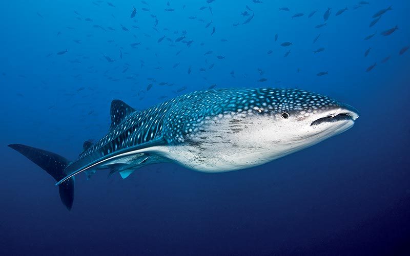 Whale shark goes for a swim