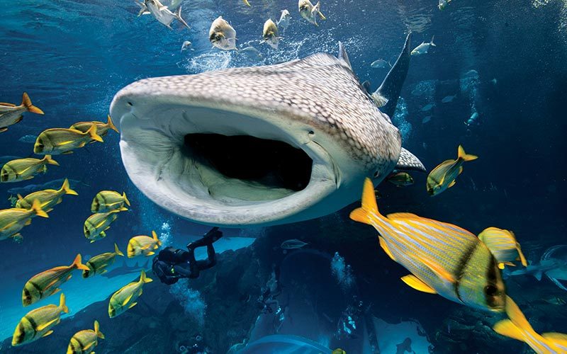Whale shark has mouth wide open and is chasing fish