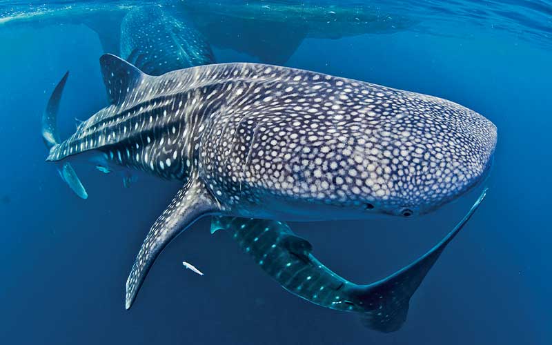 Whale sharks swim underneath a fishing platform