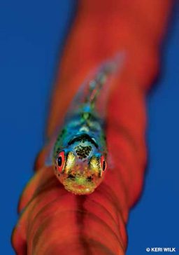 Whip coral goby balances on red coral