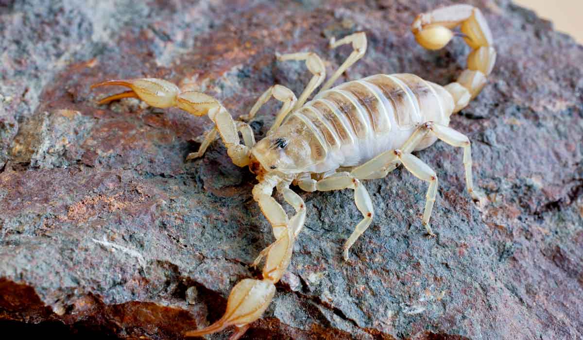 White scorpion on a rock