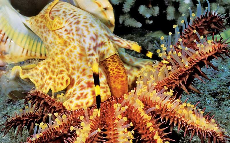 Yellow Tritan trumpet fish eats a crown-of-thorns starfish