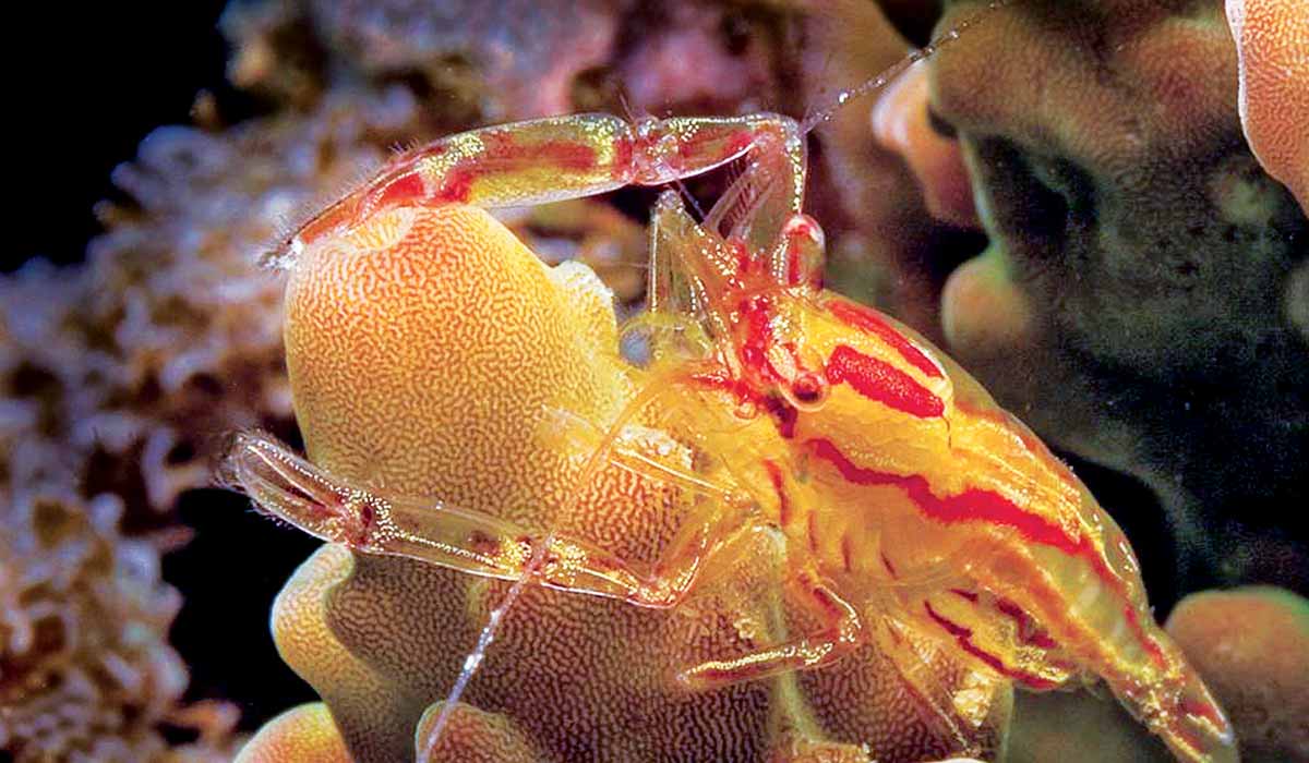 Yellow and red-striped shrimp crawls up some coral