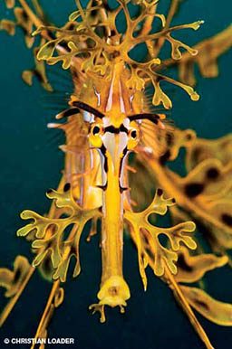 Yellow leafy sea dragon gawks directly at the camera