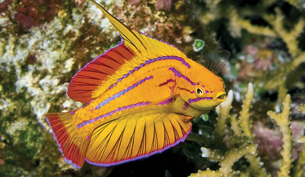 Yellow, purple-striped flasher wrasse hangs out near corals