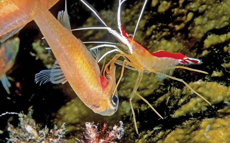 Yellow-red shrimp is using feet to clean the gills of a tiny fish