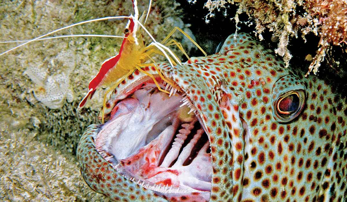Yellow-red shrimp walks on the open mouth of a spotted fish