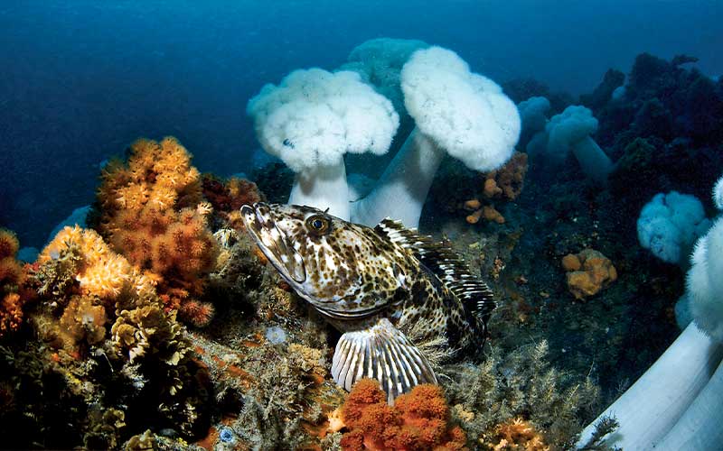 A brown fish in front of white sponge-like things