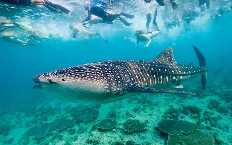 A dozen snorkelers hover over a whale shark