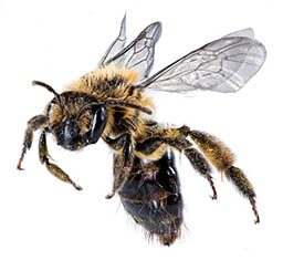 A giant, menacing bee
