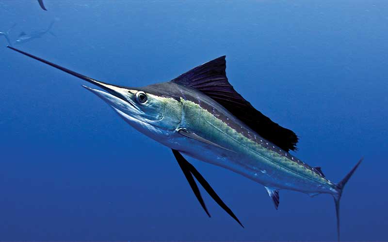 A shiny swordfish glares at camera