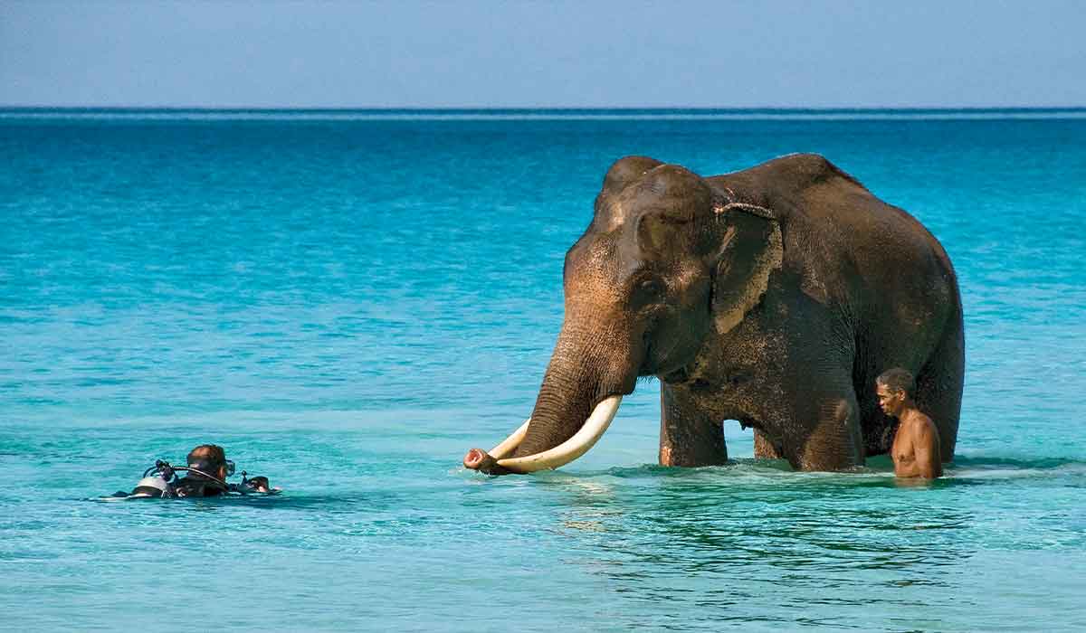 A very famous elephant, who loves to swim, goes for a swim in crystal-blue waters