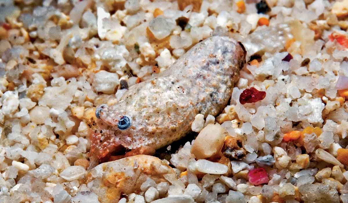 A very tiny rubble mimic shrimp lies in a bed of gravel