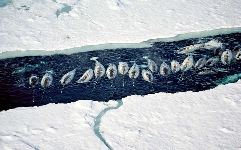 Aerial view of a neat row of male narwhals floating at the surface