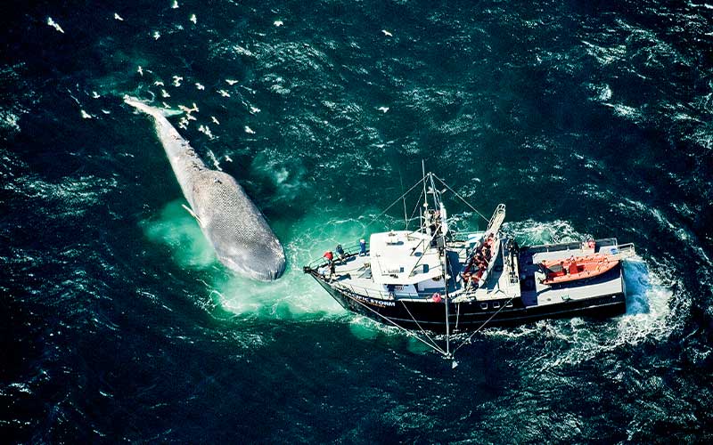 Aerial view of a research boat next to body of dead blue whale