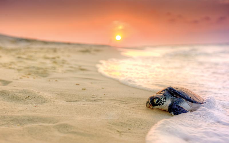 Baby sea turtle crawls out of foamy surf at sunset
