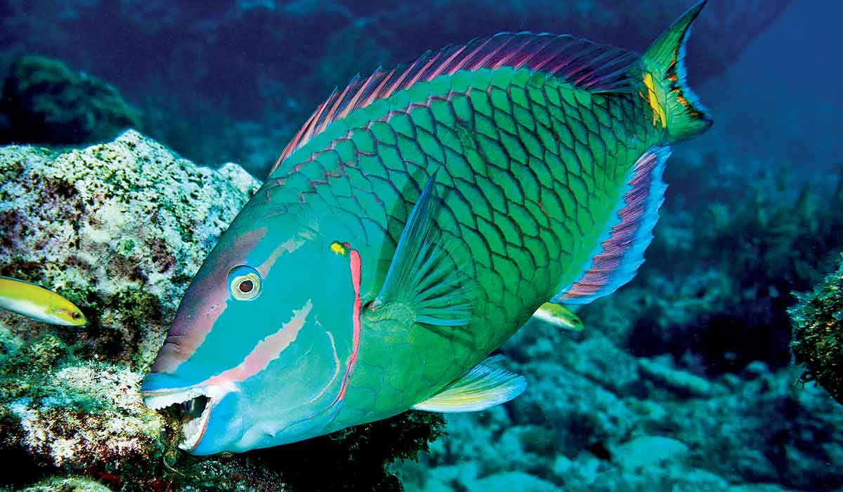 Big, green stoplight parrotfish gives a toothy grin to camera