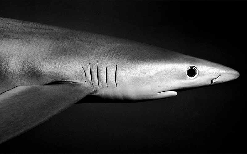 Black-and-white image of a blue shark