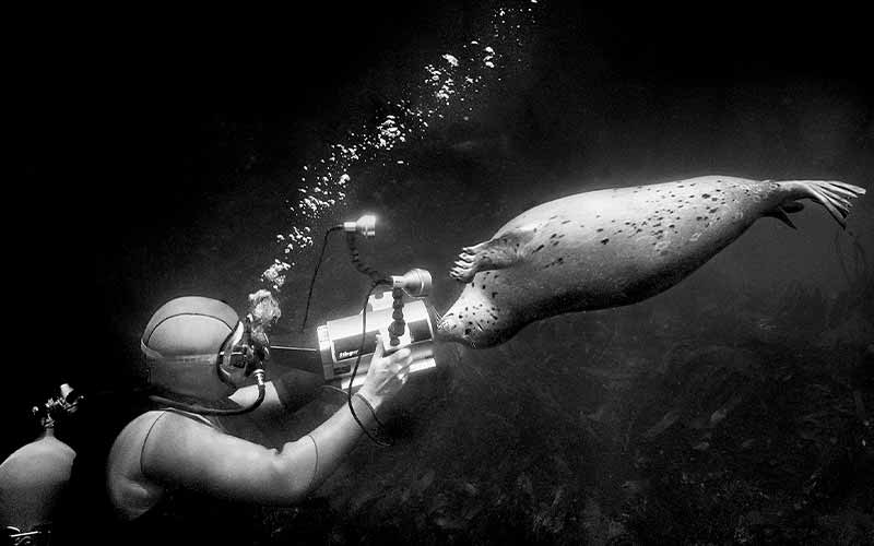 Black-and-white image of a dive photographer capturing image at playful seal